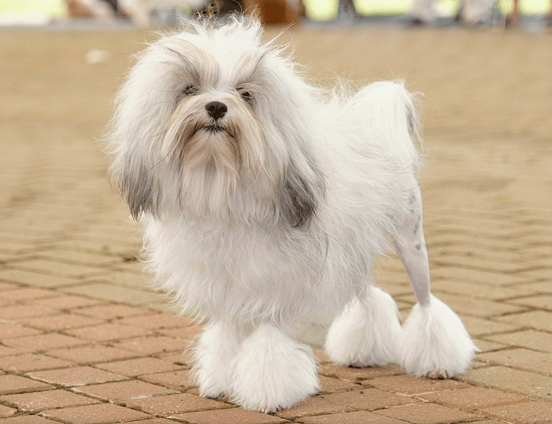The Löwchen: Meet the "Little Lion Dog" with a Big Heart